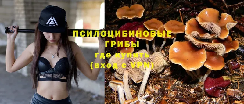 Галлюциногенные грибы Magic Shrooms  Высоковск 